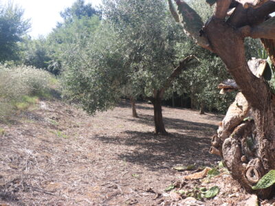 ALVIGNANO (CE) - 143 INTERO BORGO RURALE CON TERRENO IN POSIZIONE PANORAMICA