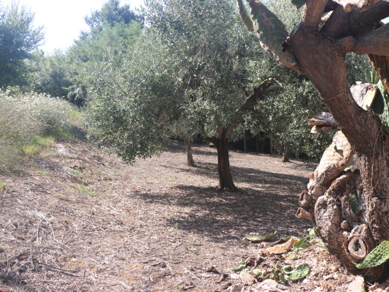 ALVIGNANO (CE) - 143 INTERO BORGO RURALE CON TERRENO IN POSIZIONE PANORAMICA